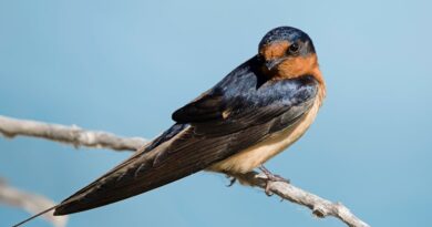 The Ultimate Guide to Birdwatching in Colorado