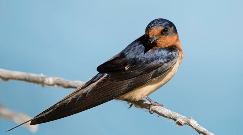 The Ultimate Guide to Birdwatching in Colorado