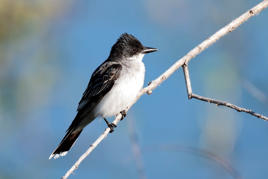 The Ultimate Guide to Birdwatching in Colorado