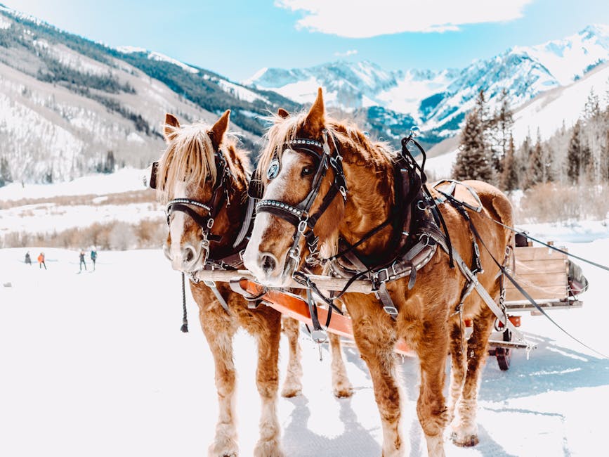 Wildlife Watching: A Colorado Adventure Guide