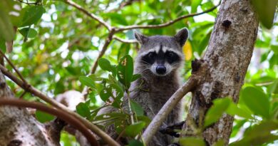 Exploring the Habitats of Colorado's Wildlife
