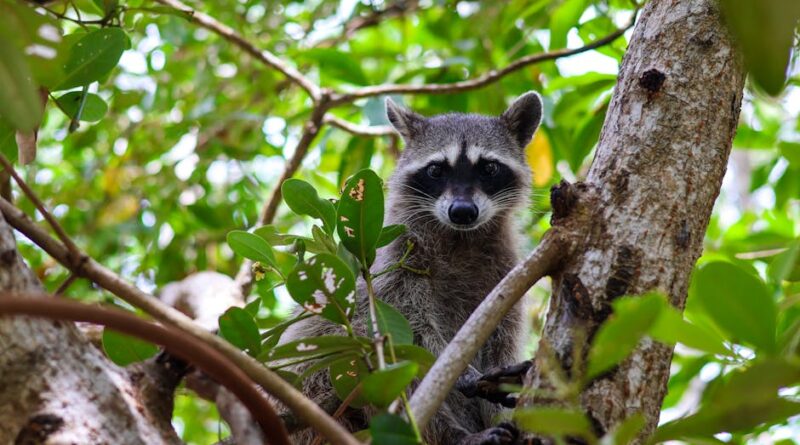 Exploring the Habitats of Colorado's Wildlife