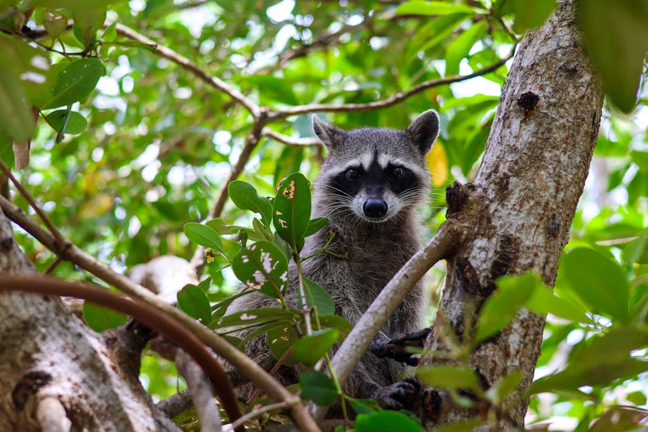 Exploring the Habitats of Colorado’s Wildlife