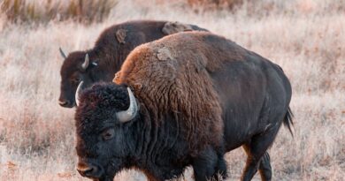 A Guide to Colorado's Iconic Animals