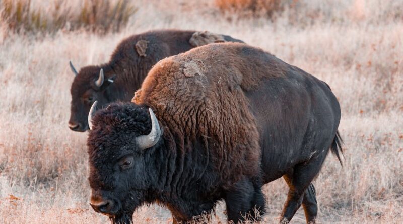 A Guide to Colorado's Iconic Animals