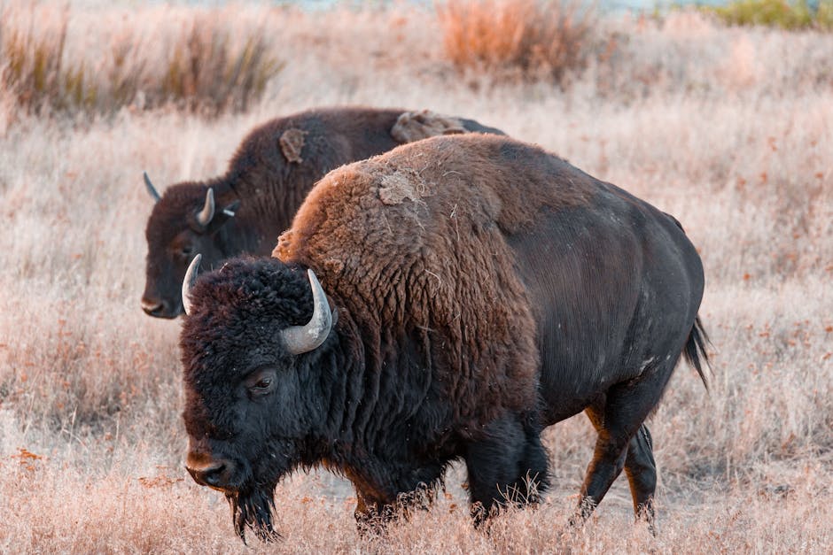 A Guide to Colorado’s Iconic Animals