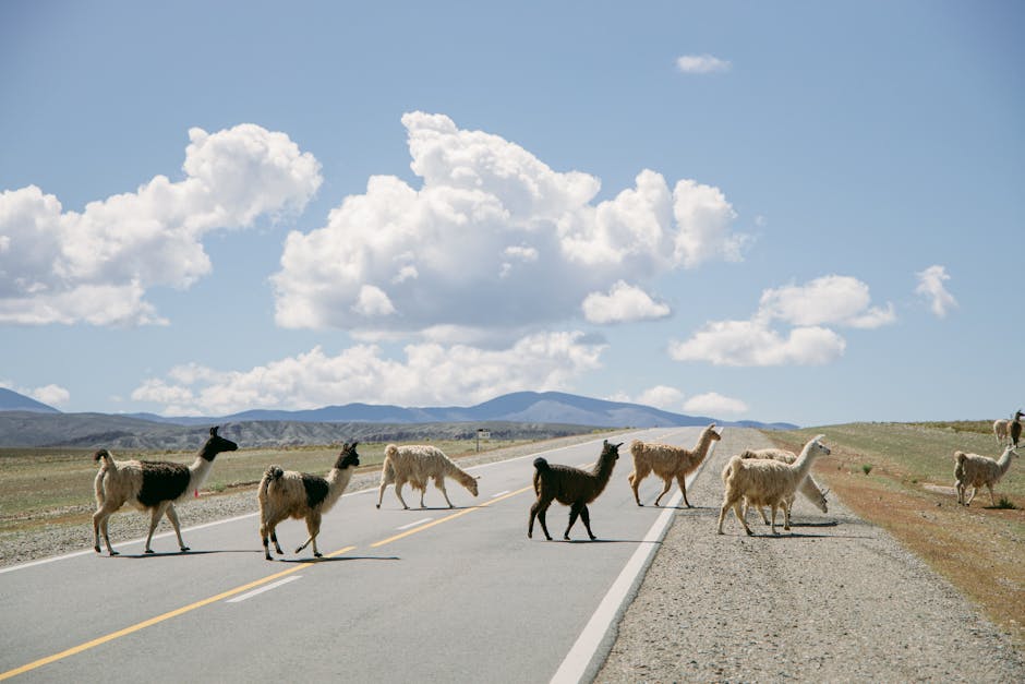 Wildlife Encounters: From Mountains to Plains