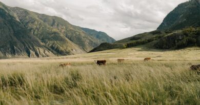 Wildlife Encounters: From Mountains to Plains