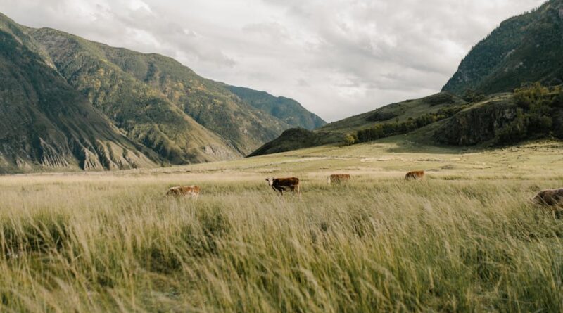 Wildlife Encounters: From Mountains to Plains