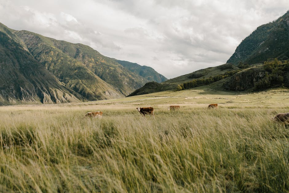 Wildlife Encounters: From Mountains to Plains