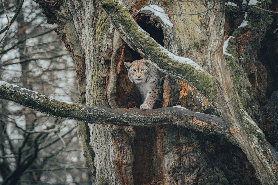 Exploring the Habitats of Colorado's Wildlife