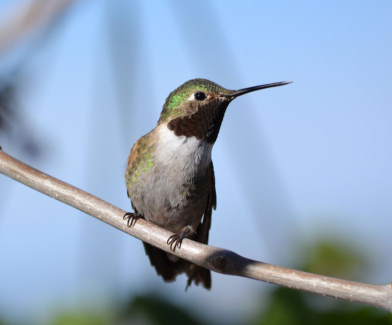 The Ultimate Guide to Birdwatching in Colorado