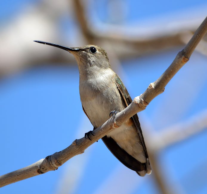 The Ultimate Guide to Birdwatching in Colorado