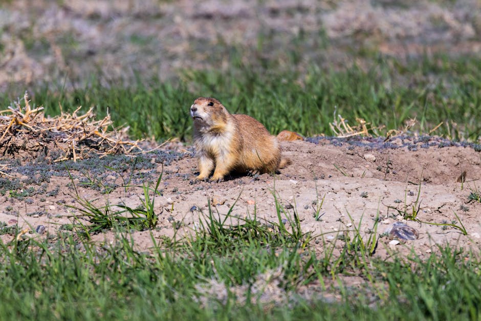 The Best Colorado Parks for Wildlife Viewing