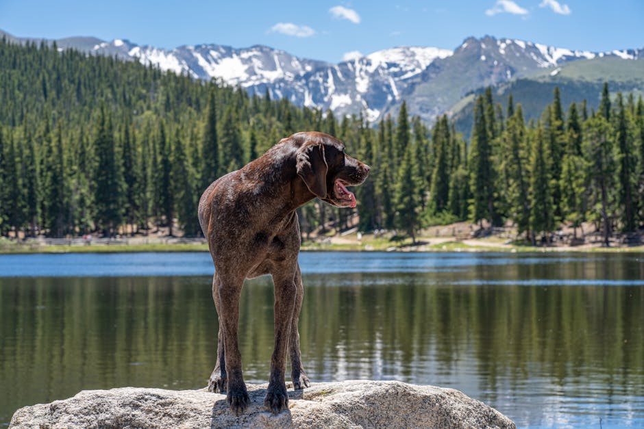 Wildlife Encounters: Adventure Awaits in Colorado
