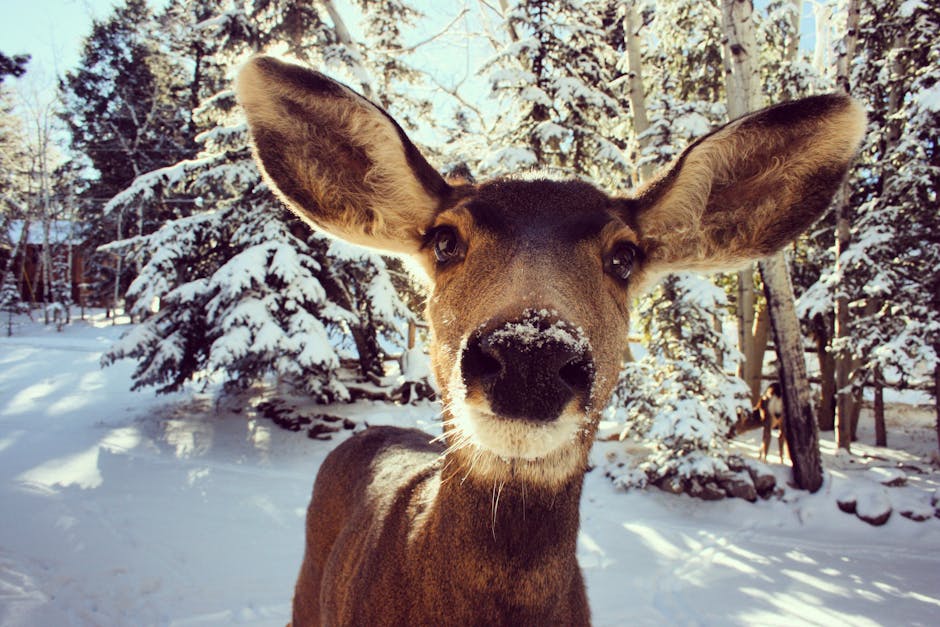 Unforgettable Wildlife Experiences in Colorado