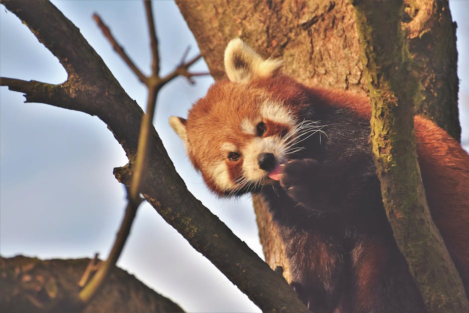 Colorado's Endangered Species: A Closer Look
