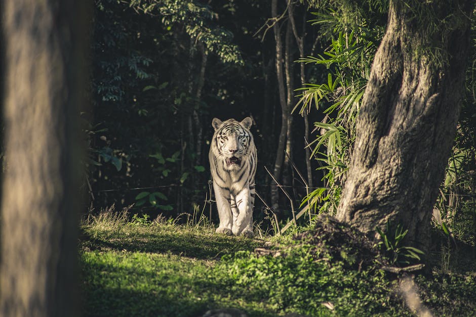 The Thrill of Colorado's Wildlife Safaris