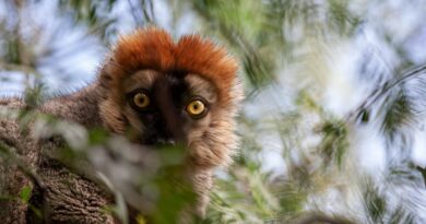 Colorado's Endangered Species: A Closer Look