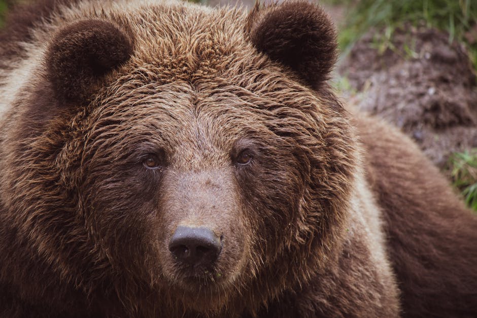 Colorado's Endangered Species: A Closer Look