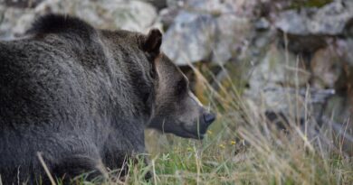 Getting Up Close with Colorado's Bears
