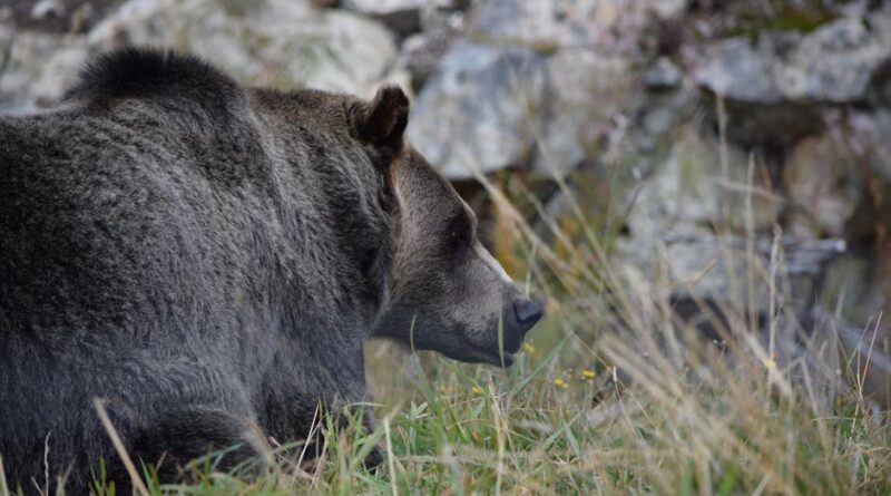 Getting Up Close with Colorado's Bears