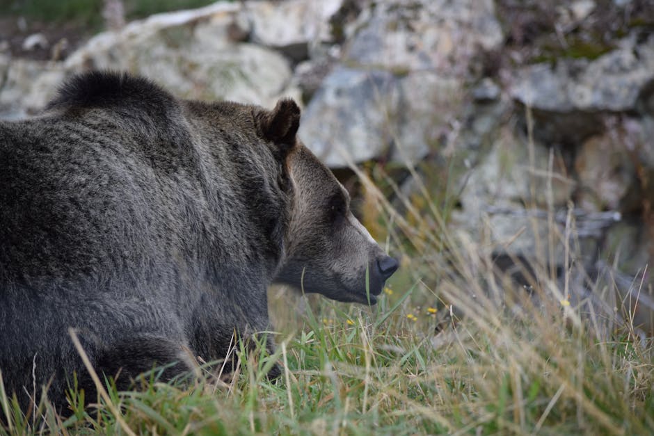Getting Up Close with Colorado’s Bears