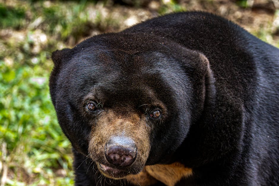 Colorado's Endangered Species: A Closer Look