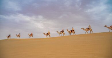 Unforgettable Wildlife Experiences in Colorado