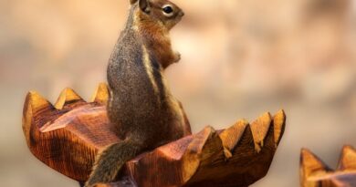 The Best Colorado Parks for Wildlife Viewing