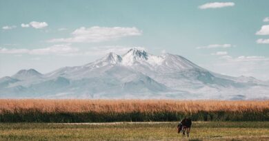 Wildlife Encounters: From Plains to Peaks
