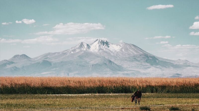 Wildlife Encounters: From Plains to Peaks